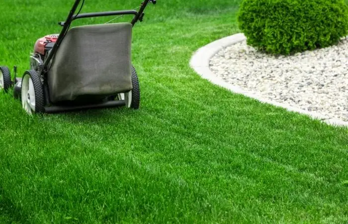 Artificial Grass