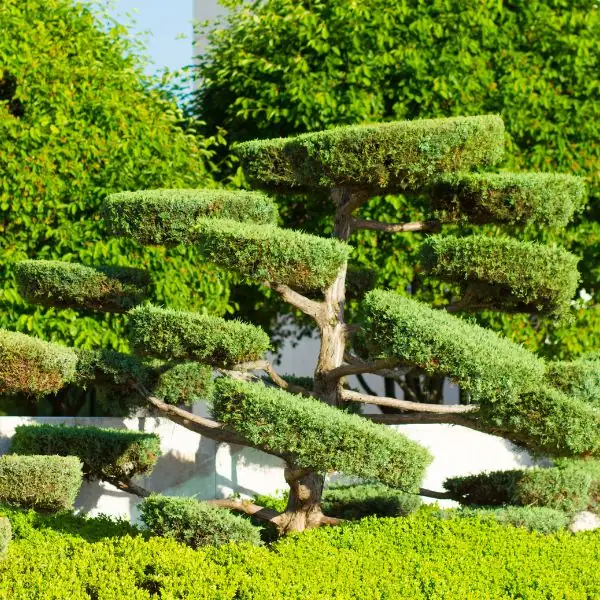 Commercial Landscaping