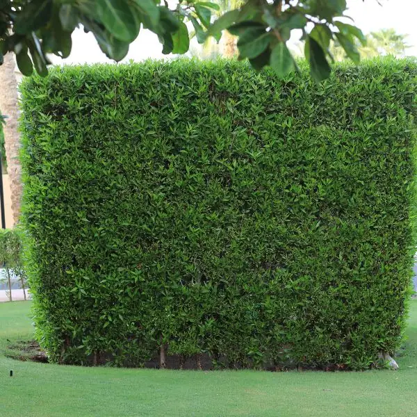 Commercial Landscaping