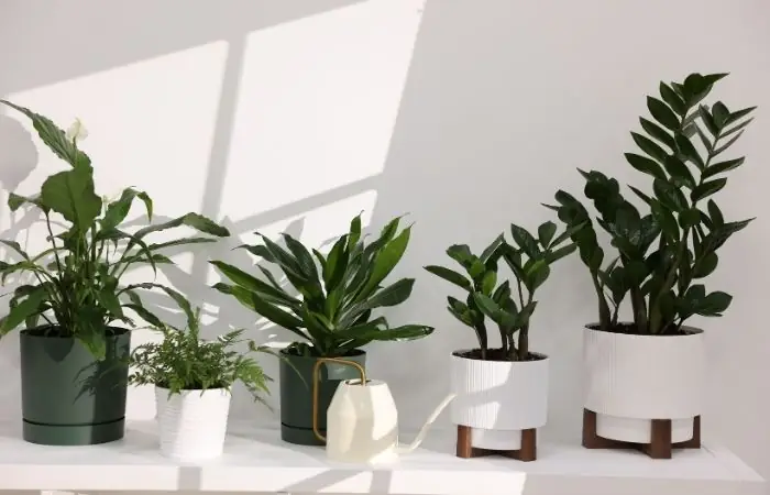 Indoor Plants