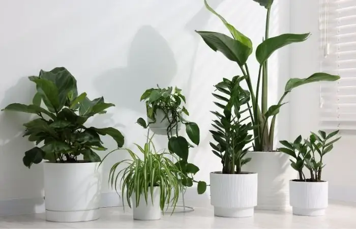 Indoor Plants