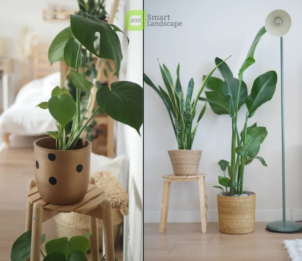 Indoor Plants Installation in Dubai | Best Indoor Garden Solutions